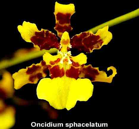 Oncidium sphacelatum